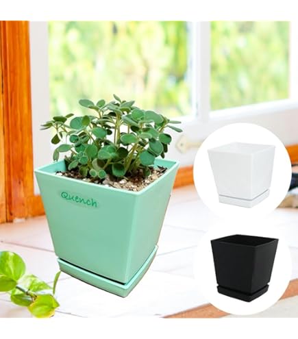 Amazon.co.jp: 【 植え替え不要 】選べる 種類×鉢色 斑入りアロマ